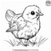 Young Chick Coloring Pages