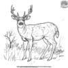 Mule Deer Coloring Page