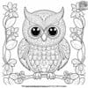 Detailed Realistic Owl Coloring Pages: Bring Nature To Life