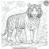 Detailed Tiger Coloring Pages: Intricate Designs for Creative Minds