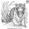 Hunting Tiger Coloring Pages