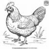 Detailed Chicken Coloring Pages