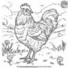 Playful Rooster Coloring Pages