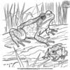 Exciting Frog And Toad Coloring Pages