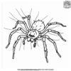 Creative Preschool Spider Coloring Pages