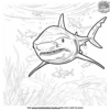 Exciting Easy Shark Coloring Pages For Little Hands