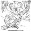 Koala Habitat Coloring Pages