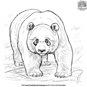 Authentic realistic panda coloring pages