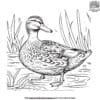 Mallard Duck Coloring Pages