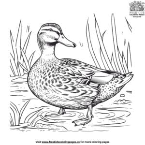 Mallard duck coloring pages