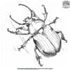 Realistic Bug Coloring Pages