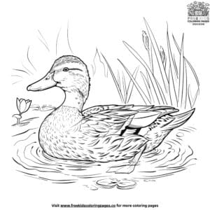 Realistic Duck Coloring Pages