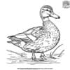 Lifelike Duck Coloring Pages