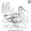 Pondside Duck Coloring Pages