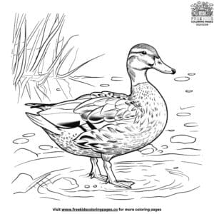 Pondside duck coloring pages