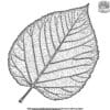 Realistic Leaf Coloring Pages