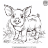 Realistic Pig Coloring Pages