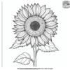 Realistic Sunflower Coloring Pages