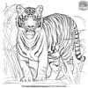 Realistic Tiger Coloring Pages