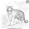 Forest Tiger Coloring Pages