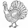 Easy Realistic Turkey Coloring Pages