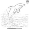 Simple And Easy Dolphin Coloring Pages For Young Artists