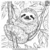 Realistic Sloth Coloring Pages