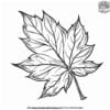 Maple Leaf Coloring Page