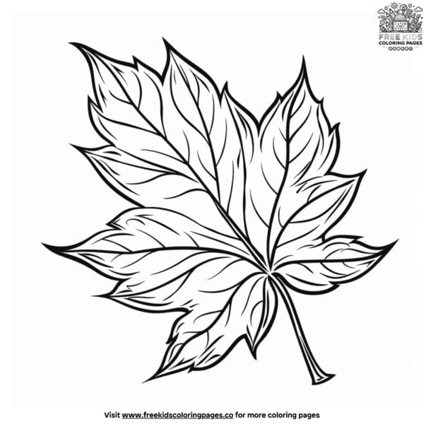 Maple leaf coloring page