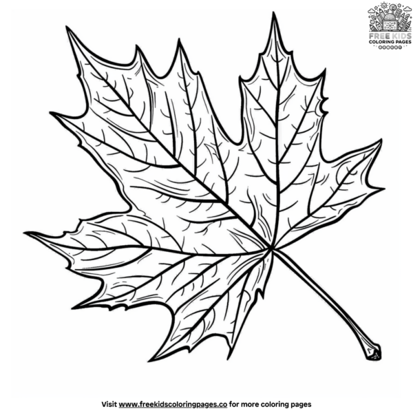 Maple Leaf Coloring Page