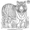 White Tiger Coloring Pages