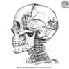 Skeleton Head Coloring Pages