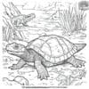 Ancient Turtle Coloring Pages