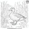 Mallard Duck In A Garden Coloring Pages