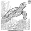 Turtle In Coral Reef Coloring Pages