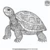 Turtle Shell Design Coloring Pages