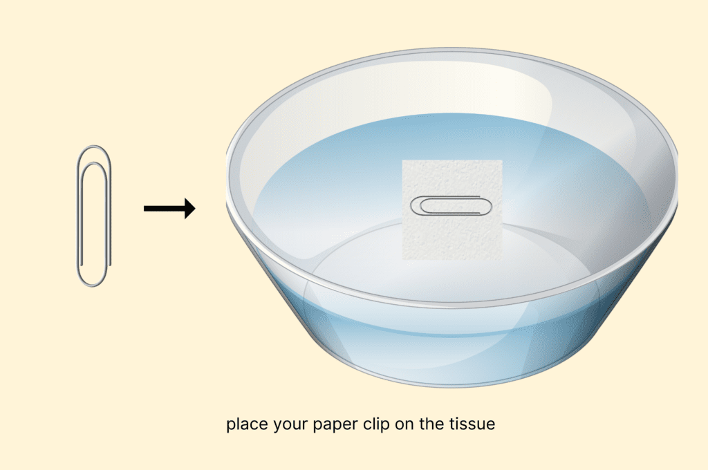 Step 3 place your paper clip on the tissue