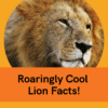 Lion Fun Facts Printable