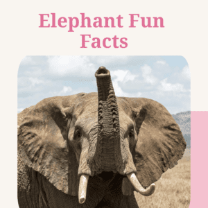 Elephant Fun Facts Printable