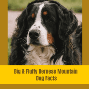 Bernese Mountain Dog fun facts printable