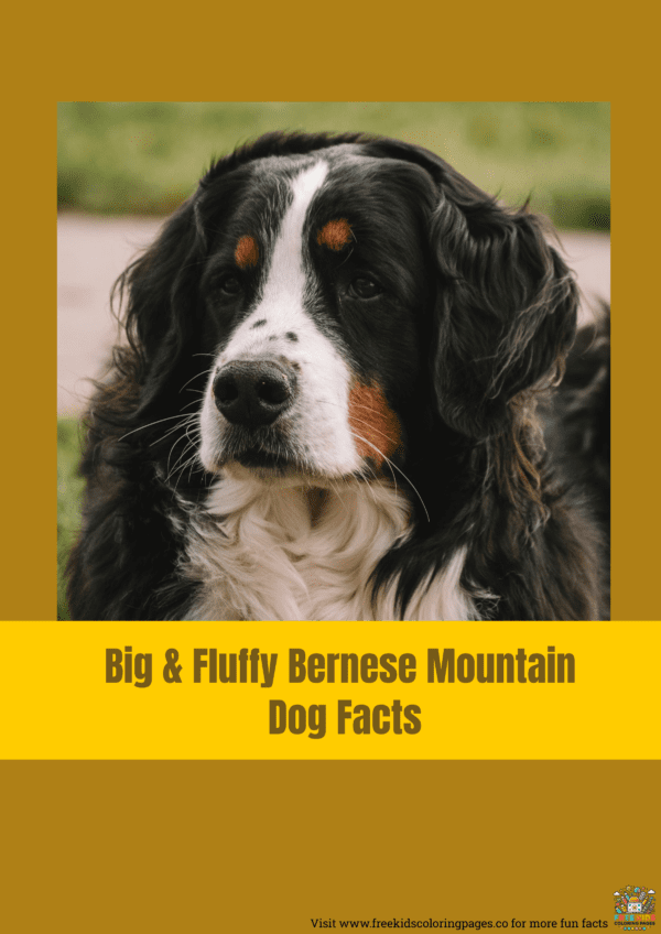 Bernese mountain dog fun facts printable