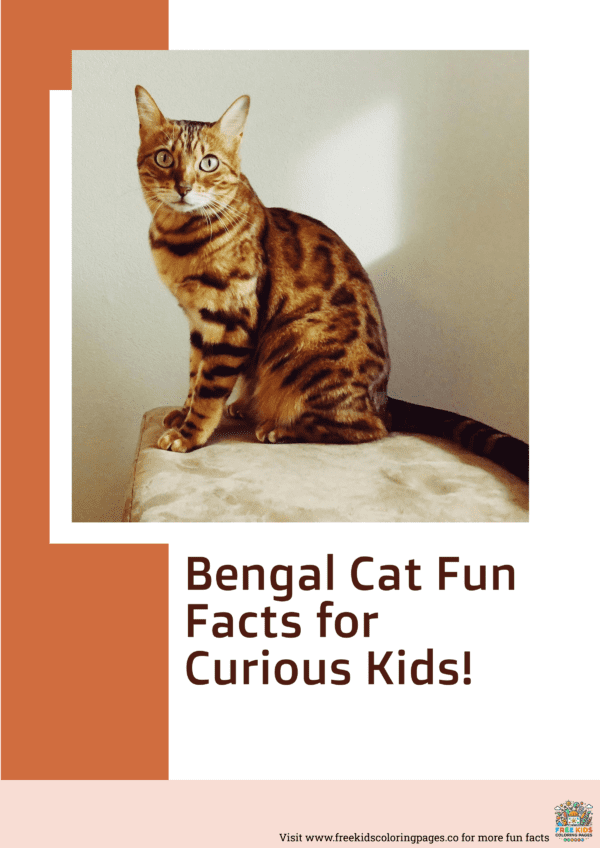 Bengal cat fun facts printable for curious kids