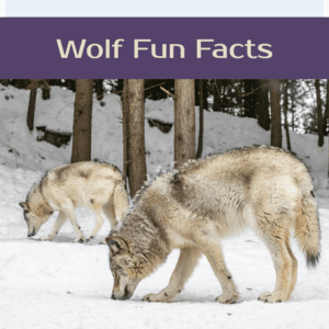 Wolf fun facts printable