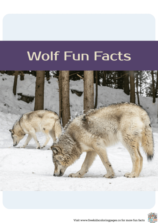 Wolf fun facts printable