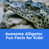 Alligator Fun Facts Printable