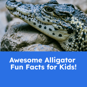 Alligator fun facts printable