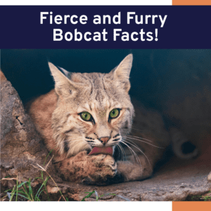 Bobcat facts printable