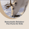 Reindeer Fun Facts Printable