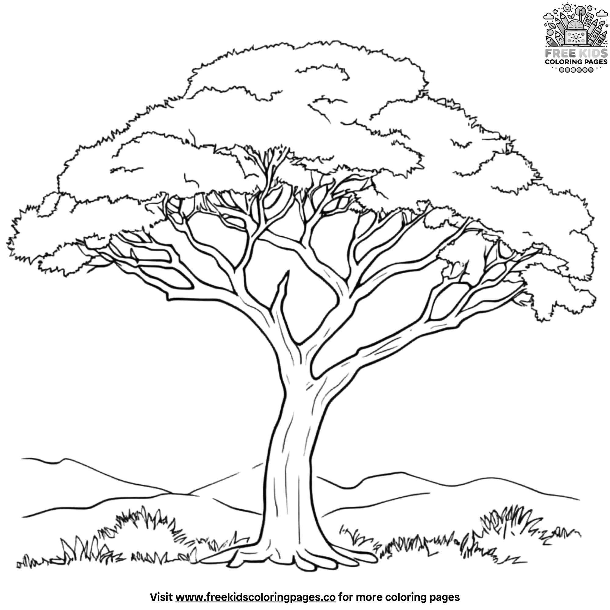 Acacia Tree Coloring Page Acacia Tree Coloring Page