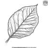 Almond Leaf Coloring Pages